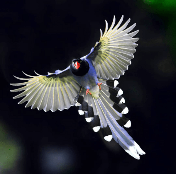 taiwan blue magpie