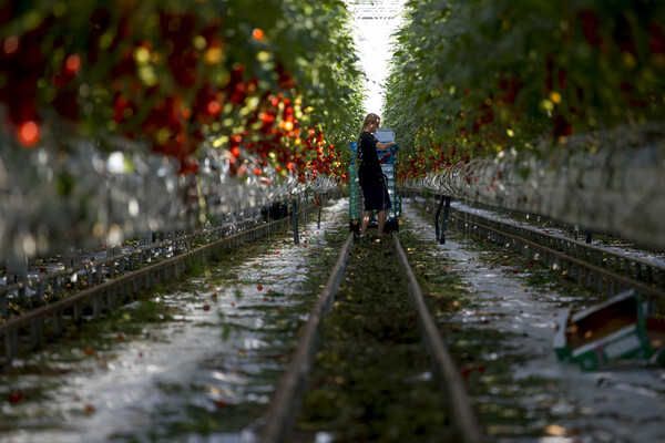 Bloomberg: Οι ντομάτες και τα αγγούρια τα τελευταία «θύματα» της ενεργειακής κρίσης