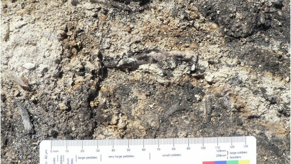 Αυστραλία: Επιστήμονες ανακάλυψαν απολίθωμα νέου είδους αετού που ζούσε πριν από 25 εκατ. χρόνια