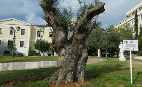 ΠΑΡΑΣΚΕΥΗ Ναι, το χρειάζεται η πόλη το μετρό, χρειάζεται όμως ακόμα περισσότερο το πράσινό της