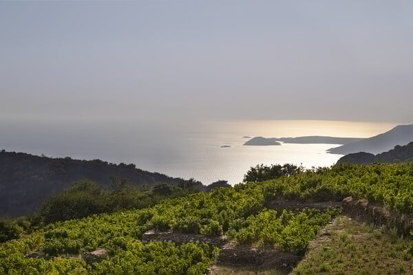 Ένας αμπελώνας με παράδοση αιώνων στη Σάμο αποτελεί το πρελούδιο ενός μοναδικού κεχριμπαρένιου ποτού