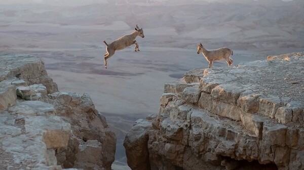 wild goats