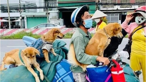 Βιετνάμ: Ζευγάρι έμαθε από το νοσοκομείο ότι οι αρχές θανάτωσαν τα 12 σκυλιά τους, λόγω του κορωνοϊού