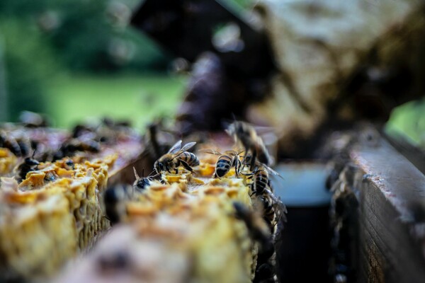 Οι Γάλλοι μελισσοκόμοι περιμένουν τη χειρότερη παραγωγή των τελευταίων 50 ετών - «Λόγω κλιματικής αλλαγής»