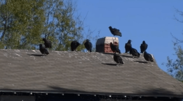 Πουλιά έχουν κατακλύσει πόλη στη Βόρεια Καρολίνα και κανένας δεν ξέρει γιατί