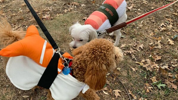 «Παρέλαση» σκύλων για το Halloween ξανά στη Νέα Υόρκη– Ντυμένοι αβοκάντο, καουμπόι & σούπερ ήρωες