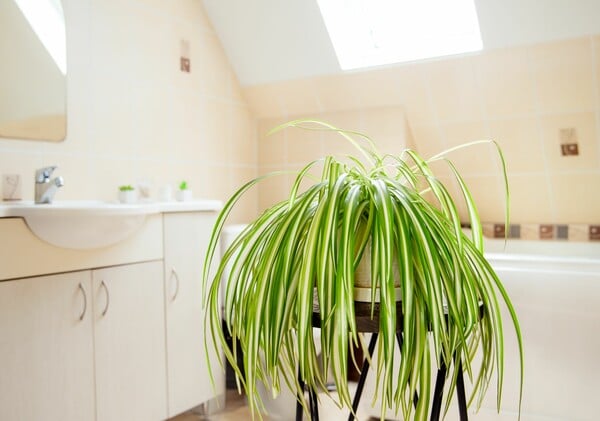Τα δέκα καλύτερα φυτά για το μπάνιο σας
