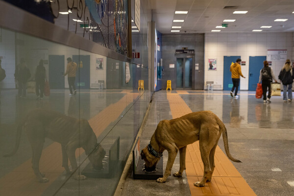 boji the istanbul dog