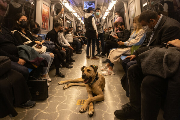 boji the istanbul dog