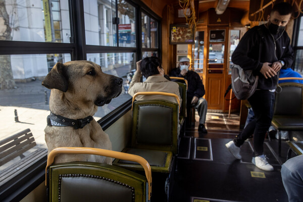 boji the istanbul dog