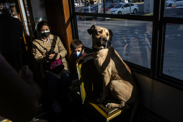 Γνωρίστε τον πιο αξιολάτρευτο σκύλο της Κωνσταντινούπολης
