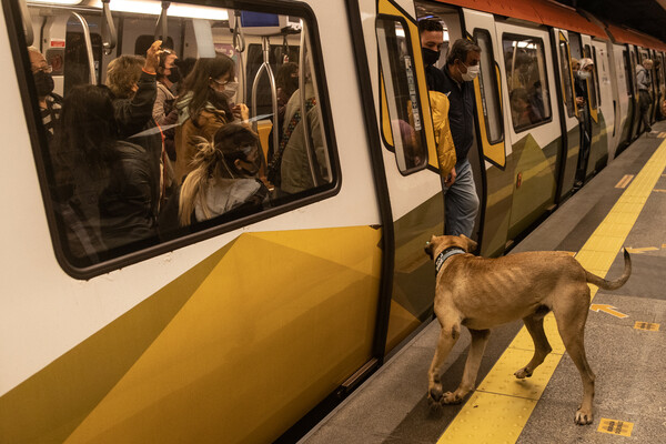 boji the istanbul dog