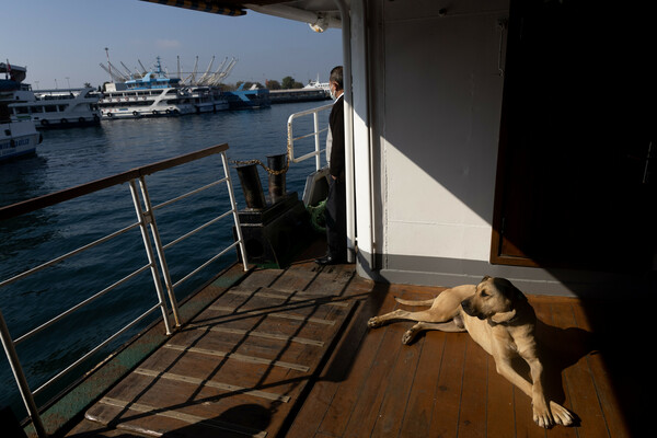 boji the istanbul dog