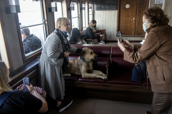 boji the istanbul dog