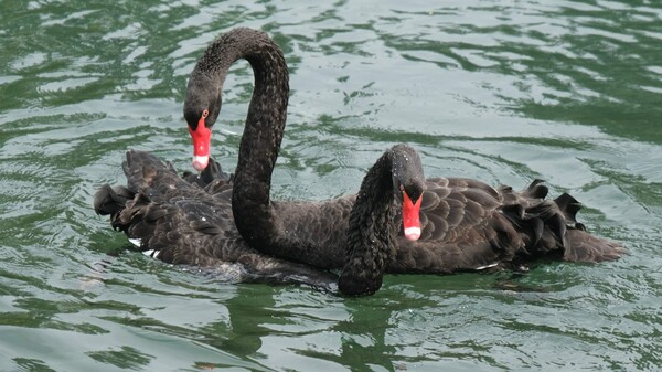 black swans