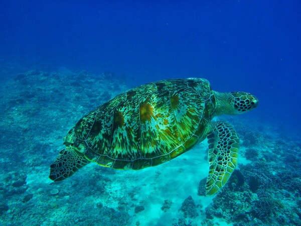 Εκατοντάδες θαλάσσιες χελώνες ξεβράστηκαν νεκρές στο Μεξικό 