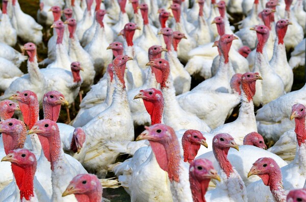 Δανία: Ξέσπασμα της γρίπης των πτηνών σε φάρμα με γαλοπούλες 