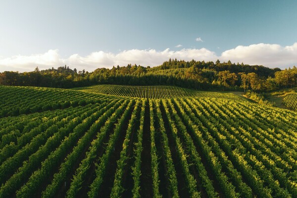 Ο κακός καιρός απειλεί το κρασί: Προειδοποίηση για χαμηλή παραγωγή οίνου στην Ευρώπη
