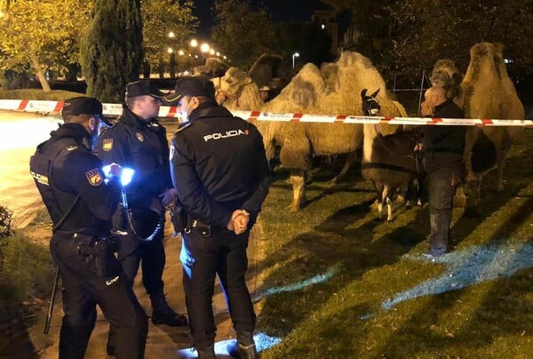 Μαδρίτη: 8 καμήλες και ένα λάμα έκαναν βόλτα στους δρόμους- Απέδρασαν από τσίρκο