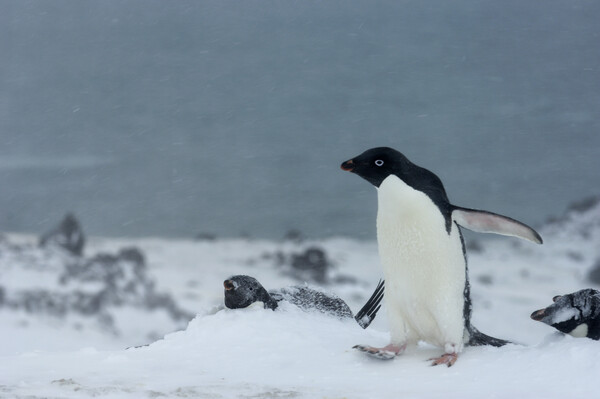 Πιγκουίνος ταξίδεψε 3.000 χλμ από την Ανταρκτική στη Νέα Ζηλανδία - «Εξαιρετικά σπάνιο» 