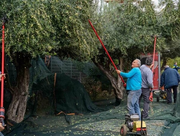 Στη Γλυφάδα κάνουν λιομάζωμα στους δρόμους και βγάζουν ελαιόλαδο