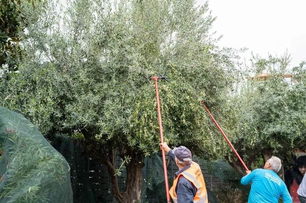 Στη Γλυφάδα κάνουν λιομάζωμα στους δρόμους και βγάζουν ελαιόλαδο