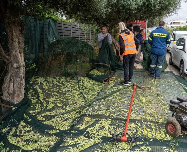 Στη Γλυφάδα κάνουν λιομάζωμα στους δρόμους και βγάζουν ελαιόλαδο