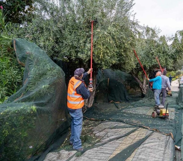 Στη Γλυφάδα κάνουν λιομάζωμα στους δρόμους και βγάζουν ελαιόλαδο