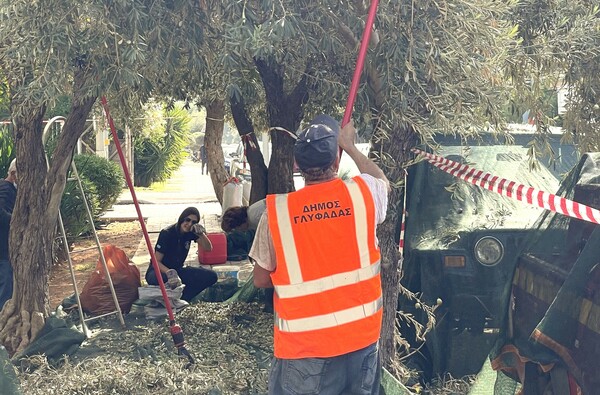 Στη Γλυφάδα κάνουν λιομάζωμα στους δρόμους και βγάζουν ελαιόλαδο