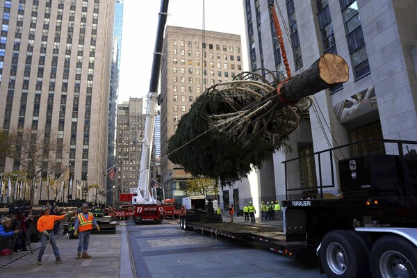 Home for the holidays: Rockefeller tree arrives in NYC
