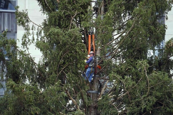 Home for the holidays: Rockefeller tree arrives in NYC