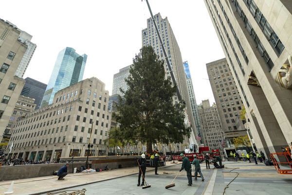 Home for the holidays: Rockefeller tree arrives in NYC