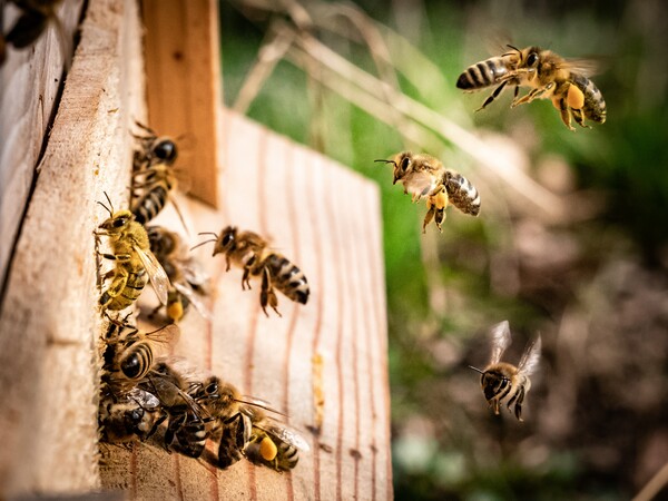 Μελέτη: Κάποιες μέλισσες «ουρλιάζουν» για να προειδοποιήσουν την κυψέλη για σφήκες