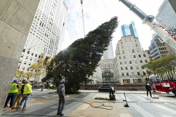 Home for the holidays: Rockefeller tree arrives in NYC