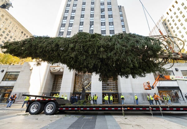 Home for the holidays: Rockefeller tree arrives in NYC