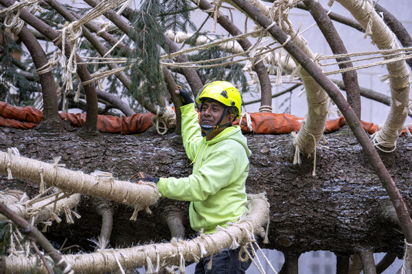 Home for the holidays: Rockefeller tree arrives in NYC