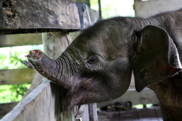 Ινδονησία: Νεκρό ελεφαντάκι μετά από ακρωτηριασμό της προβοσκίδας του σε παγίδα λαθροθήρων
