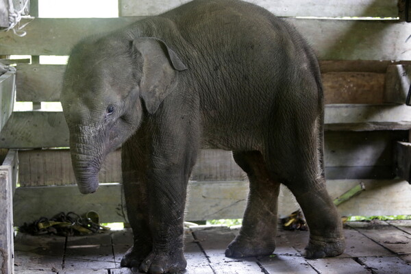 Ινδονησία: Νεκρό ελεφαντάκι μετά από ακρωτηριασμό της προβοσκίδας του σε παγίδα λαθροθήρων