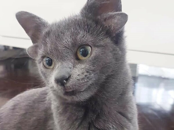 Viral ο Μίδας, η γάτα από την Τουρκία με τα τέσσερα αυτιά
