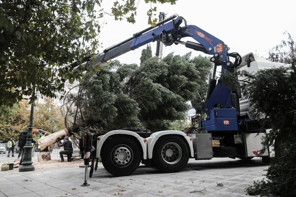 Καρέ-καρέ η τοποθέτηση του χριστουγεννιάτικου δέντρου στην πλατεία Συντάγματος -Μεγάλο και φουντωτό