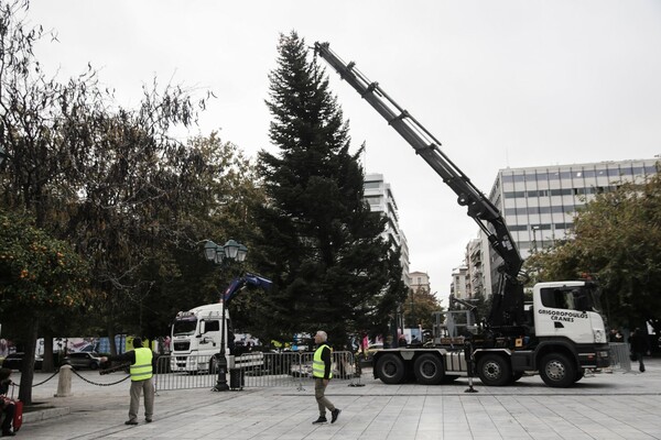 Καρέ-καρέ η τοποθέτηση του χριστουγεννιάτικου δέντρου στην πλατεία Συντάγματος -Μεγάλο και φουντωτό