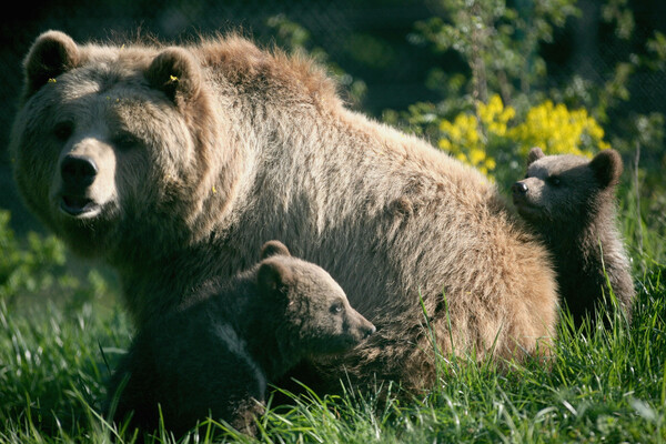 Γαλλία: Κυνηγός αγριογούρουνων σκότωσε αρκούδα που του επιτέθηκε 