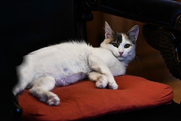 Η γάτα του Προεδρικού Μεγάρου- Η Σακελλαροπούλου μιλά για τη «γνωριμία» της με την Καλυψώ