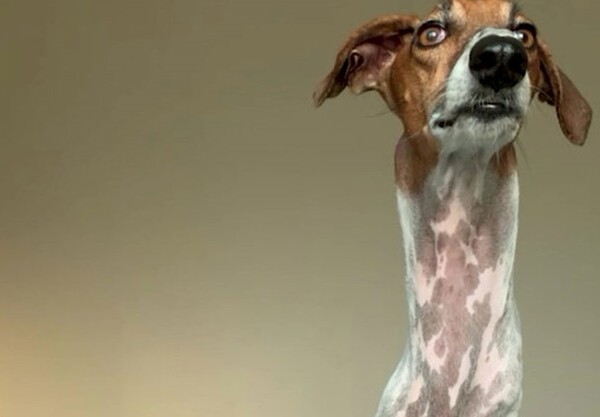 Ο σκύλος που όλοι παρομοιάζουν με καμηλοπάρδαλη: «Απλώς ένας λαιμός με πόδια»