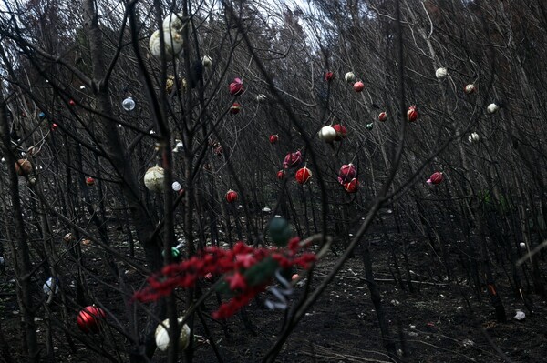 Φωτιά στη Βαρυμπόμπη: Κάτοικοι στόλισαν με μπάλες και γιρλάντες τα καμένα δέντρα