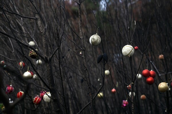 Φωτιά στη Βαρυμπόμπη: Κάτοικοι στόλισαν με μπάλες και γιρλάντες τα καμένα δέντρα