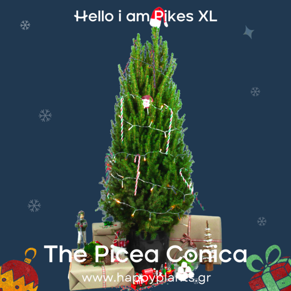 Happyplants: Φυτά ιδανικά για ελληνικές συνθήκες