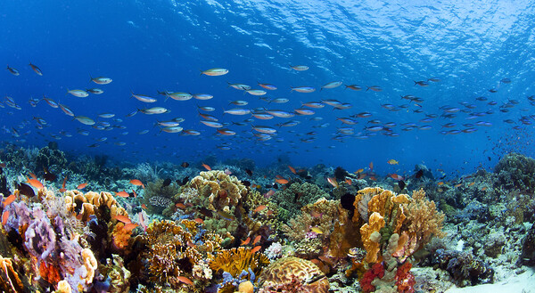 Θεωρία για το χρηματιστήριο, βραβευμένη με Νόμπελ, στη «μάχη» για τη διάσωση κοραλλιογενών υφάλων