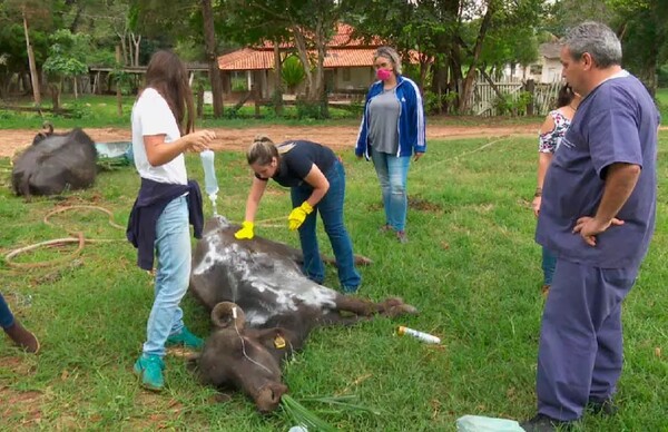 Εθελοντές στη Βραζιλία αγωνίζονται να σώσουν εκατοντάδες υποσιτισμένα βουβάλια
