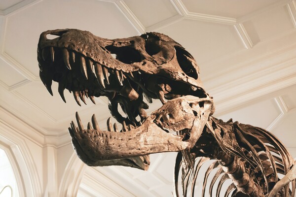 Το μεγαλύτερο «νεκροταφείο» δεινοσαύρων ανακαλύφθηκε στην Ιταλία